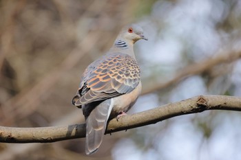 キジバト 国営木曽三川公園138タワーパーク 2024年3月8日(金)