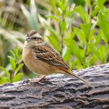 Meadow Bunting 観音崎公園 Mon, 3/18/2024