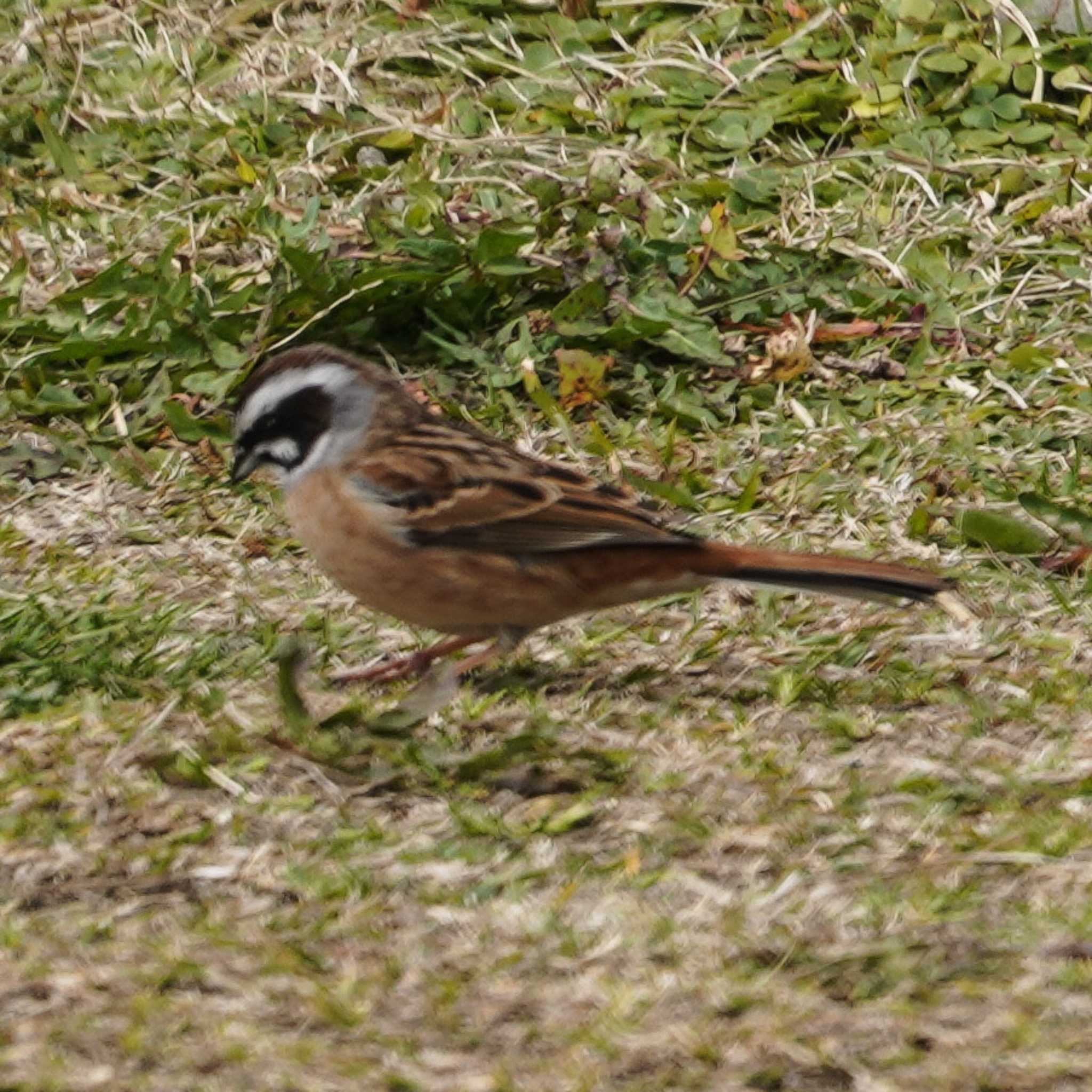 Photo of Meadow Bunting at 観音崎公園 by misa X