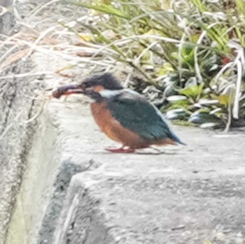 Common Kingfisher 横須賀市鴨居 Mon, 3/18/2024