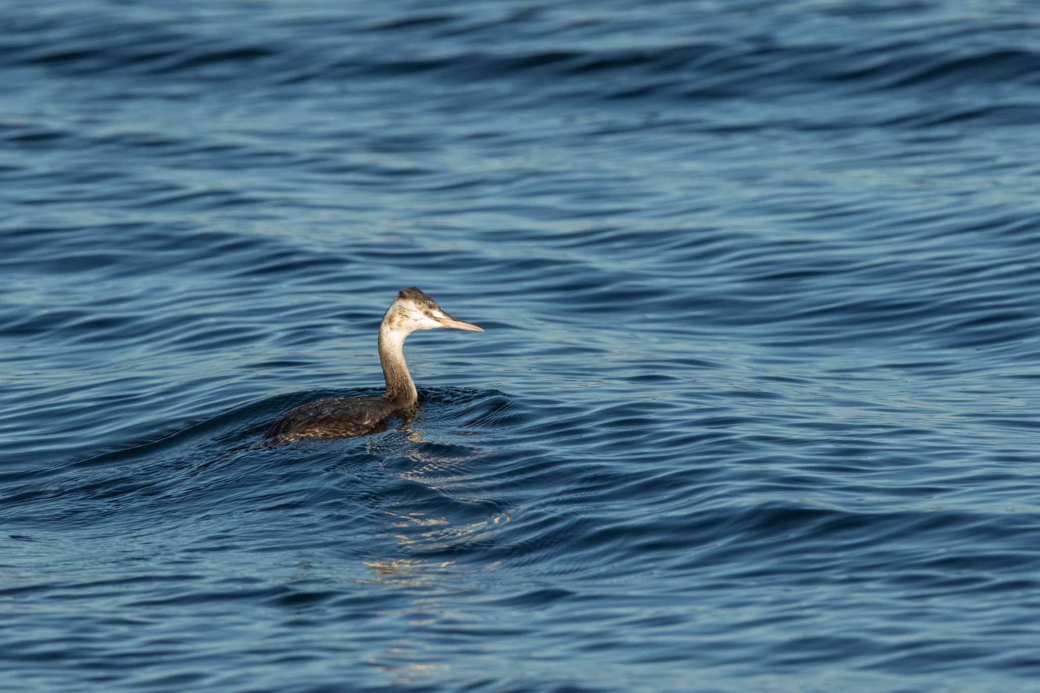 Great Crested Grebe