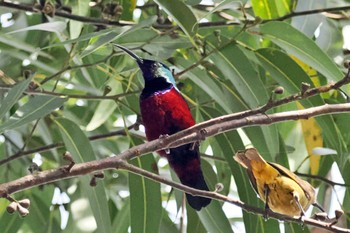 Superb Sunbird