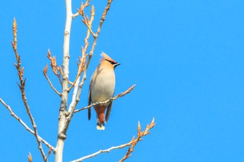 Bohemian Waxwing 石ケ谷公園 Wed, 2/14/2024