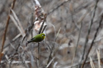 Warbling White-eye 大町公園(市川市) Sun, 2/4/2024