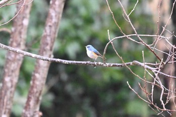 Red-flanked Bluetail 大町公園(市川市) Sun, 2/4/2024