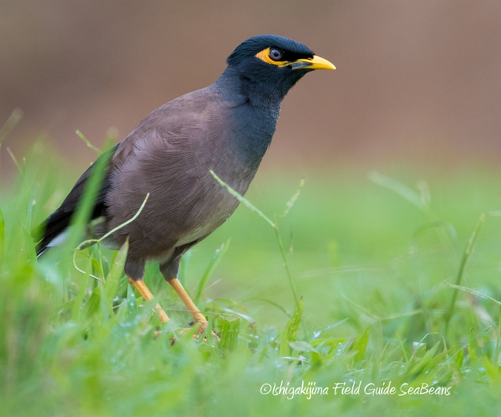 Photo of Common Myna at Ishigaki Island by 石垣島バードウオッチングガイドSeaBeans