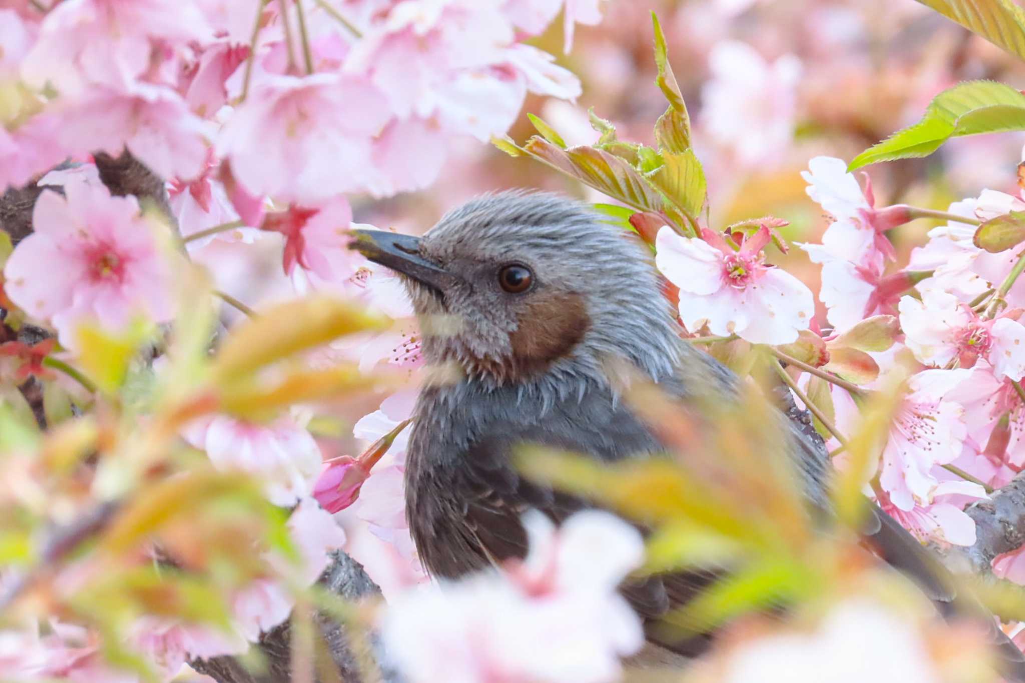  ヒヨドリの写真 by 蒼鷹