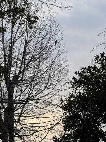 Carrion Crow MFχ(23区西部) Tue, 3/19/2024