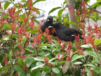 Crested Myna 大阪市此花区 Tue, 3/19/2024