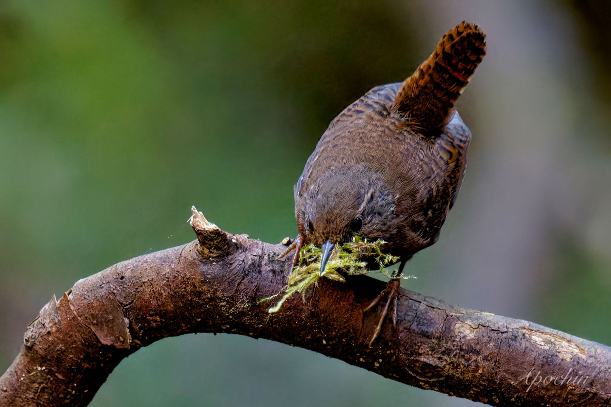 Photo of Eurasian Wren at Hayatogawa Forest Road by アポちん