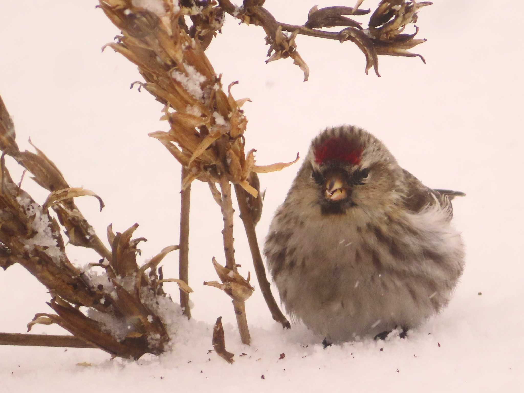 Photo of Common Redpoll at Makomanai Park by ゆ