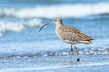 Far Eastern Curlew Sambanze Tideland Sun, 3/17/2024