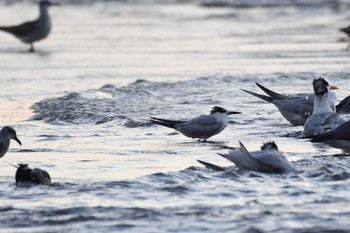 Sandwich Tern コスタリカ Sat, 2/10/2024