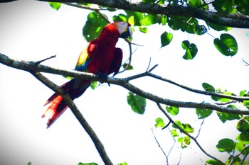 Scarlet Macaw コスタリカ Sun, 2/11/2024