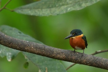 American Pygmy Kingfisher コスタリカ Thu, 2/8/2024