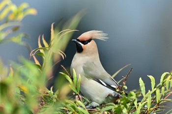 Bohemian Waxwing 川崎市 Sun, 3/17/2024