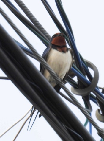 Barn Swallow 岐阜市 Tue, 3/19/2024