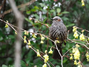 Brown-eared Bulbul Yoyogi Park Tue, 3/19/2024