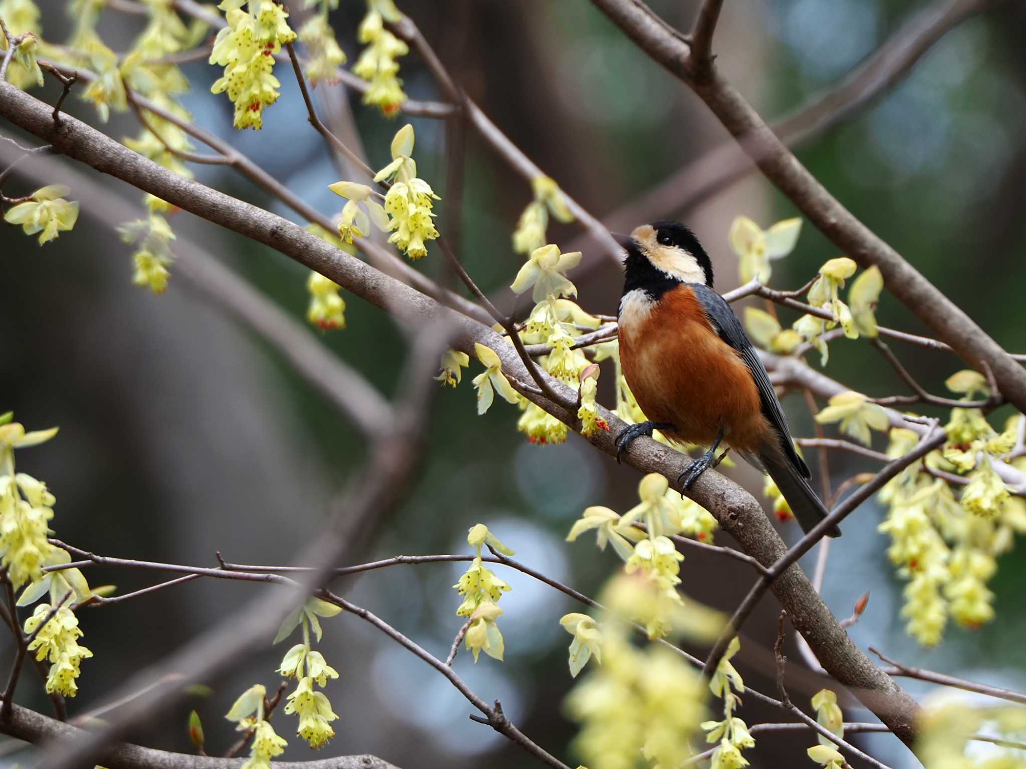 Photo of Varied Tit at Yoyogi Park by y-kuni