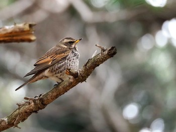 Dusky Thrush Yoyogi Park Tue, 3/19/2024