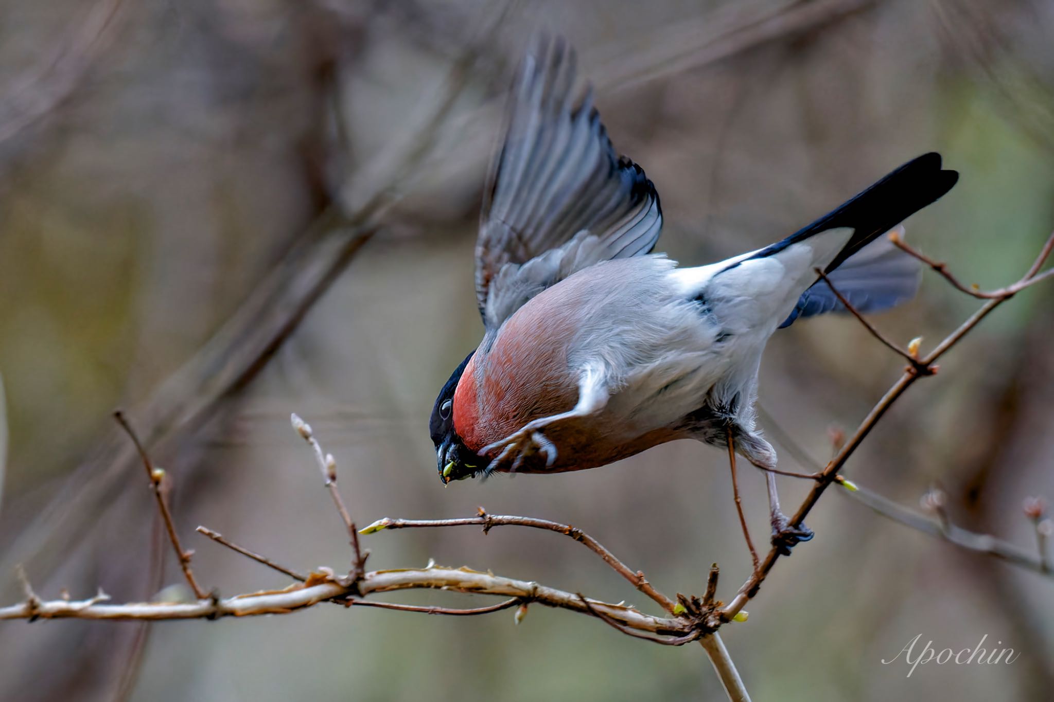 Eurasian Bullfinch(rosacea)