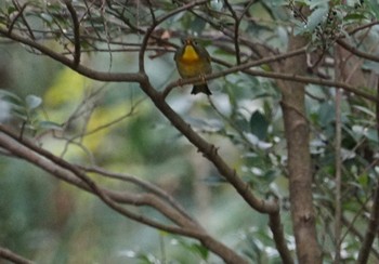 ソウシチョウ きずきの森(北雲雀きずきの森) 2018年12月9日(日)