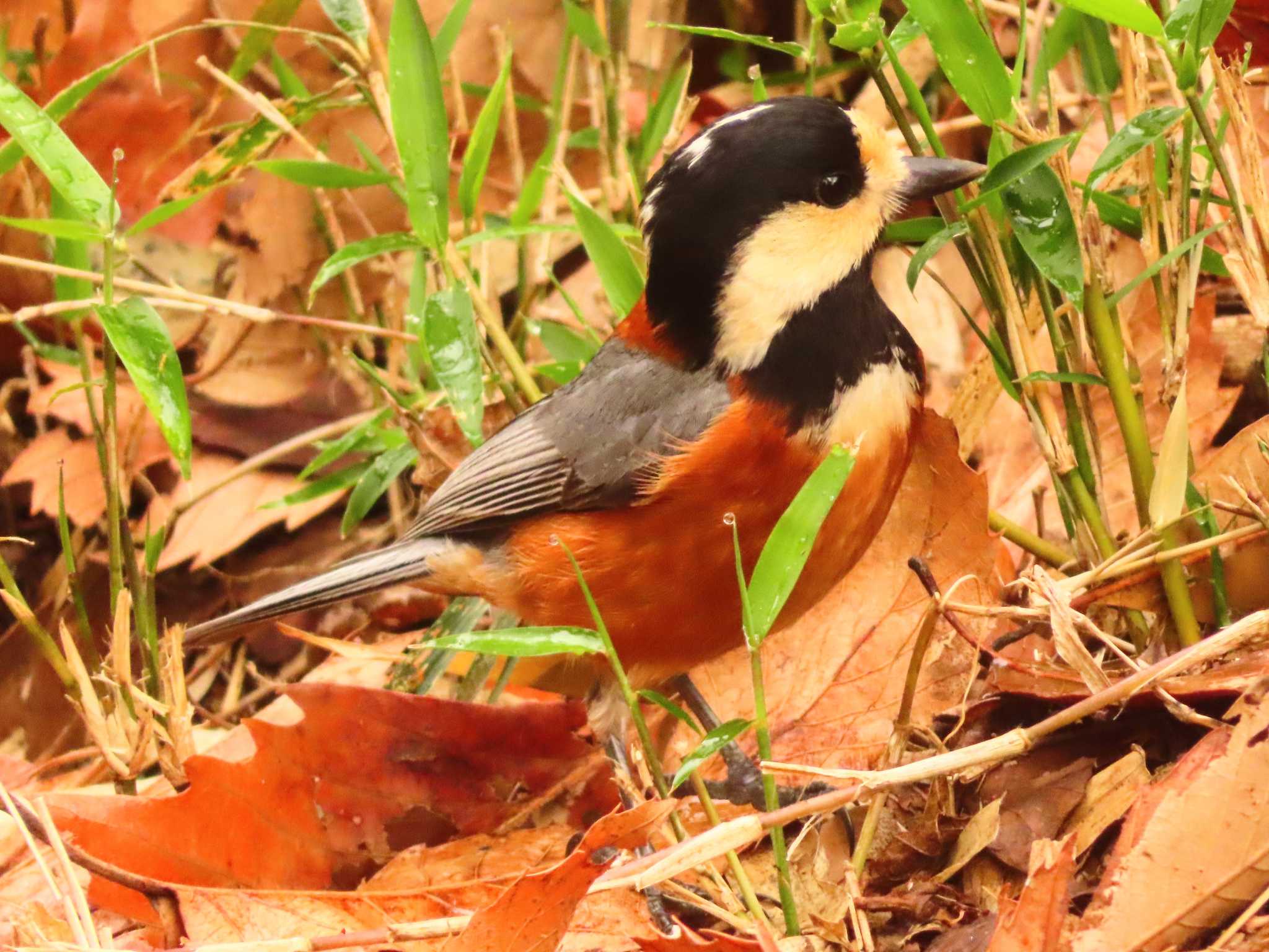 Photo of Varied Tit at Maioka Park by ゆ