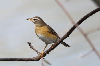 Eyebrowed Thrush 鹿児島市石橋公園 Mon, 3/18/2024