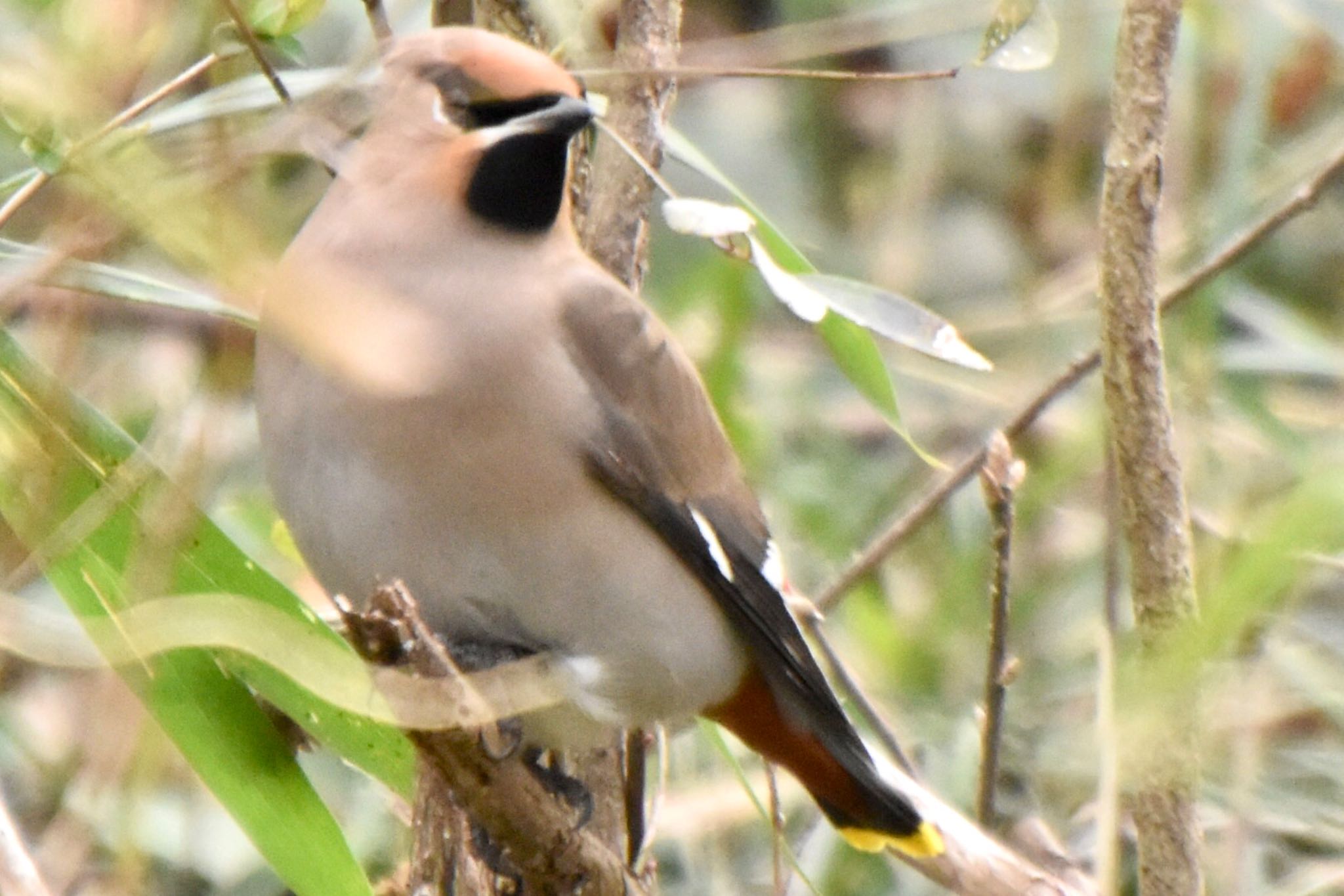 Photo of Bohemian Waxwing at Kitamoto Nature Observation Park by 遼太