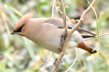 Bohemian Waxwing Kitamoto Nature Observation Park Tue, 3/19/2024