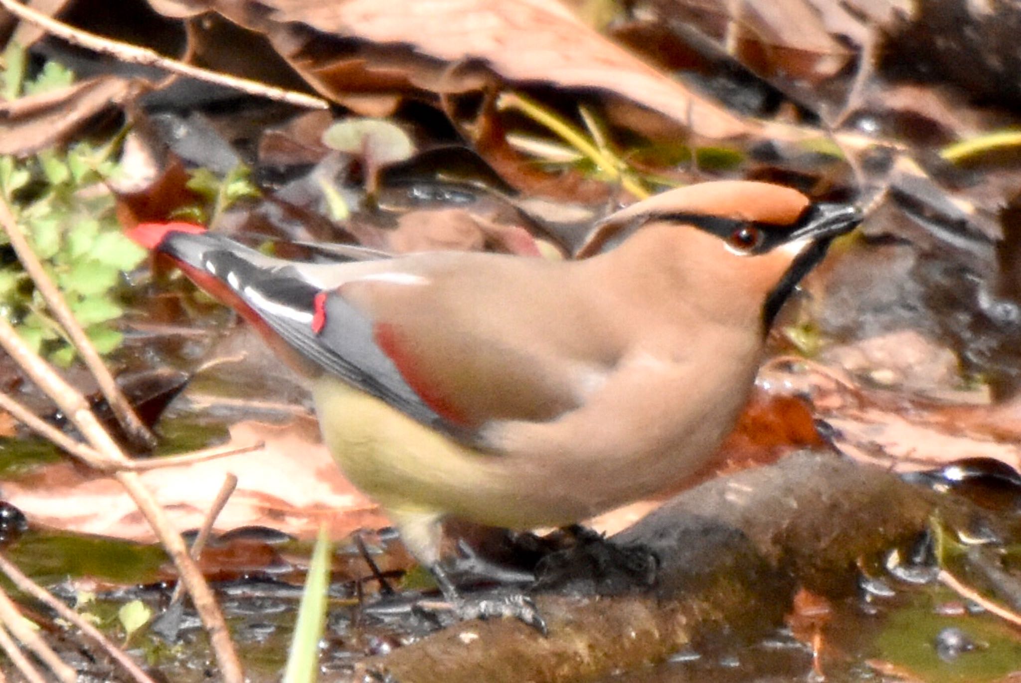 Photo of Japanese Waxwing at Kitamoto Nature Observation Park by 遼太