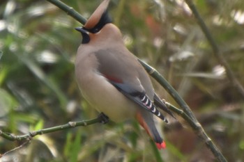 Japanese Waxwing Kitamoto Nature Observation Park Tue, 3/19/2024