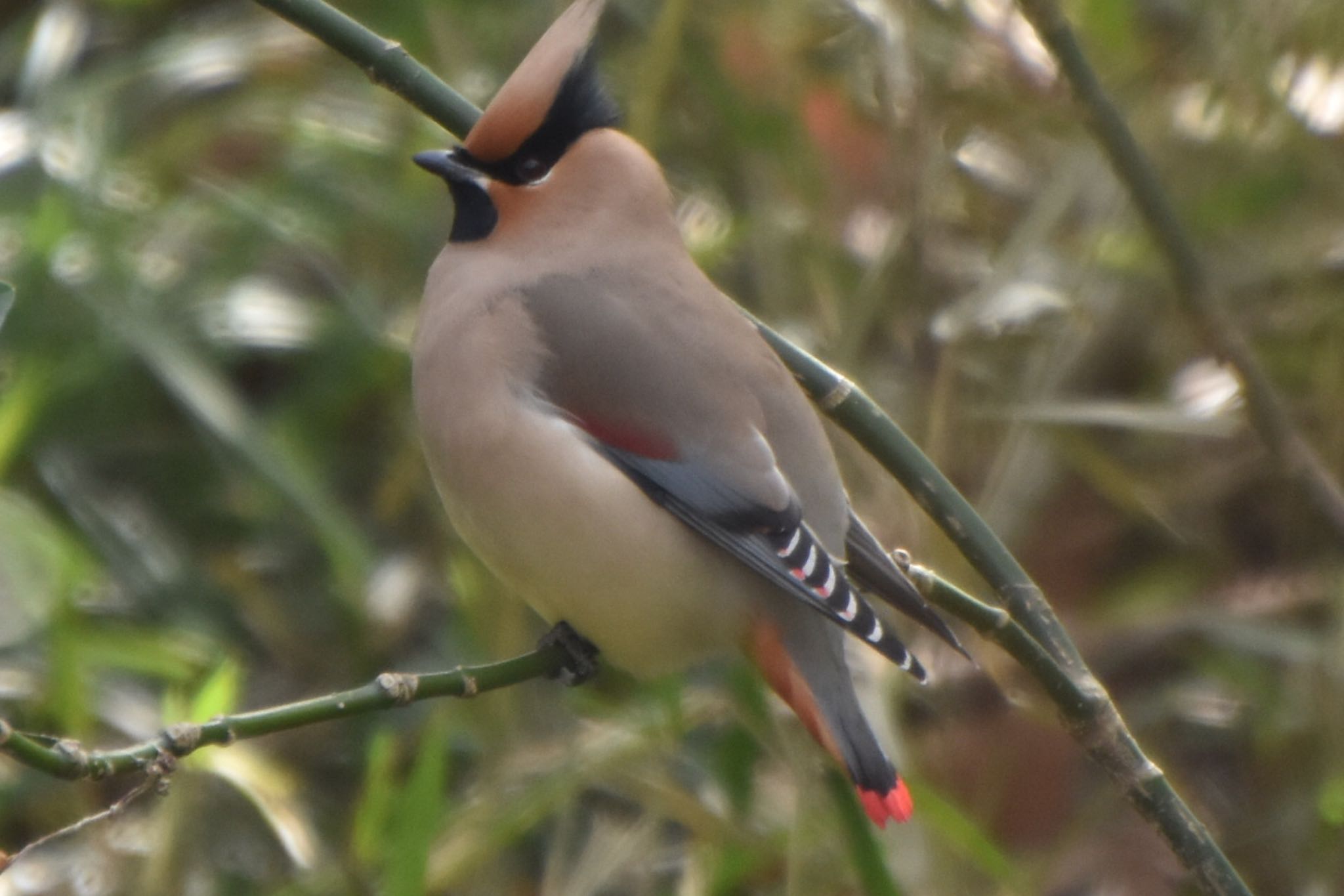 Japanese Waxwing