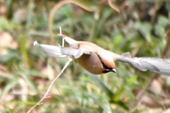 Japanese Waxwing Kitamoto Nature Observation Park Tue, 3/19/2024