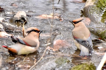 Japanese Waxwing Kitamoto Nature Observation Park Tue, 3/19/2024