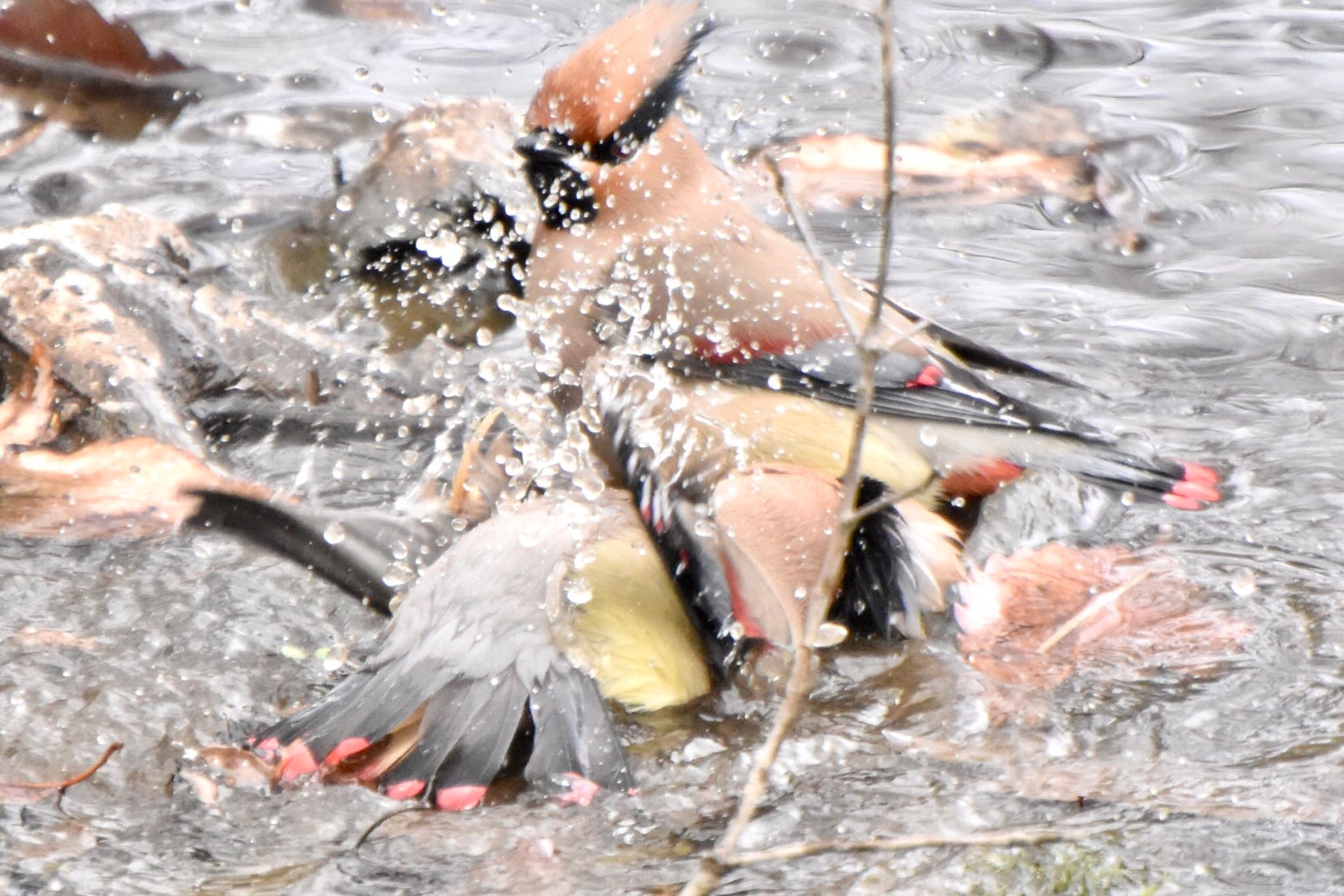 Japanese Waxwing