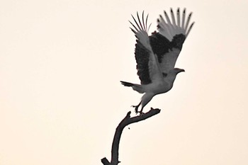 Palm-nut Vulture