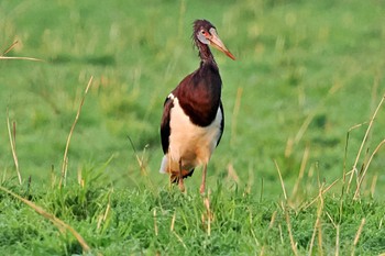 Abdim's Stork