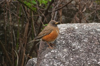 アカハラ 葛西臨海公園 2024年3月19日(火)