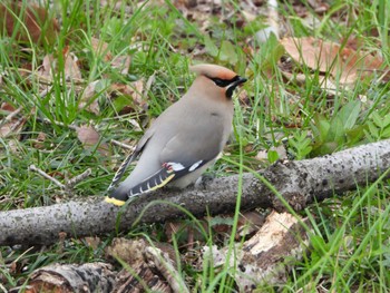 Bohemian Waxwing 埼玉県 Tue, 3/19/2024