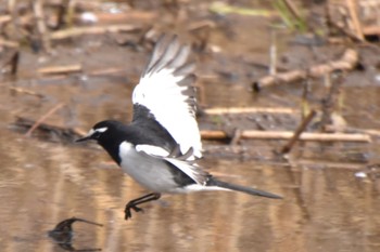 Japanese Wagtail Kitamoto Nature Observation Park Tue, 3/19/2024