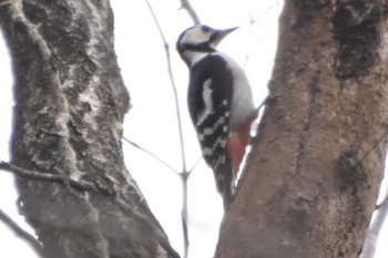 Great Spotted Woodpecker Kitamoto Nature Observation Park Tue, 3/19/2024