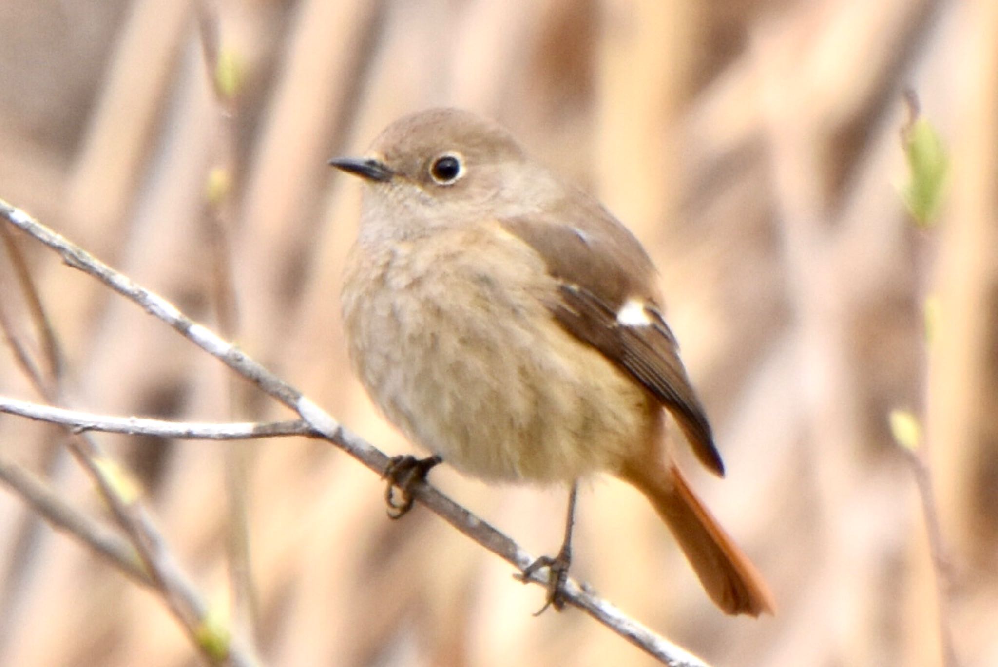 Photo of Daurian Redstart at Kitamoto Nature Observation Park by 遼太