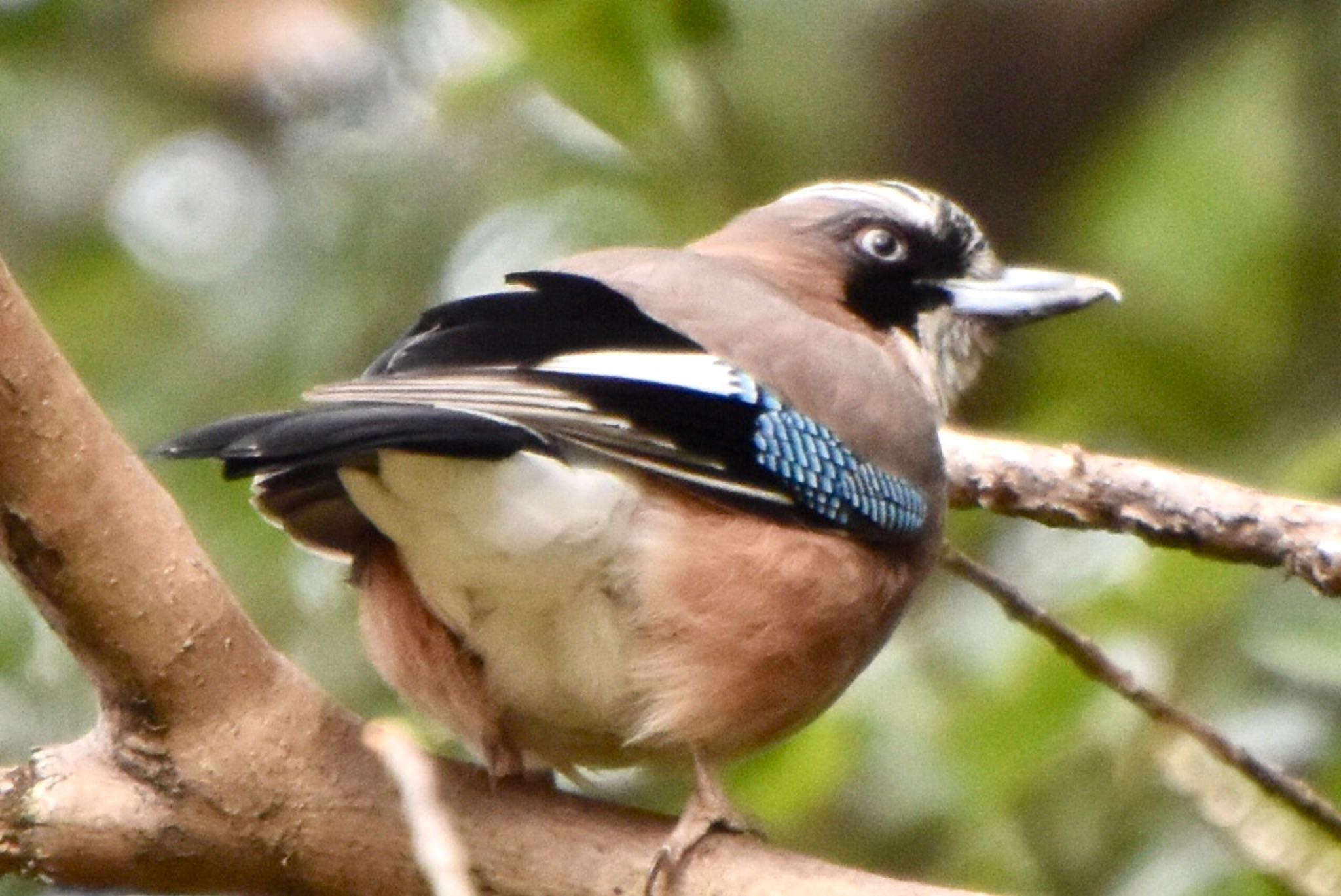 Photo of Eurasian Jay at Kitamoto Nature Observation Park by 遼太