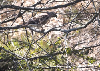 Eastern Buzzard 木曾川堤防 Mon, 3/18/2024