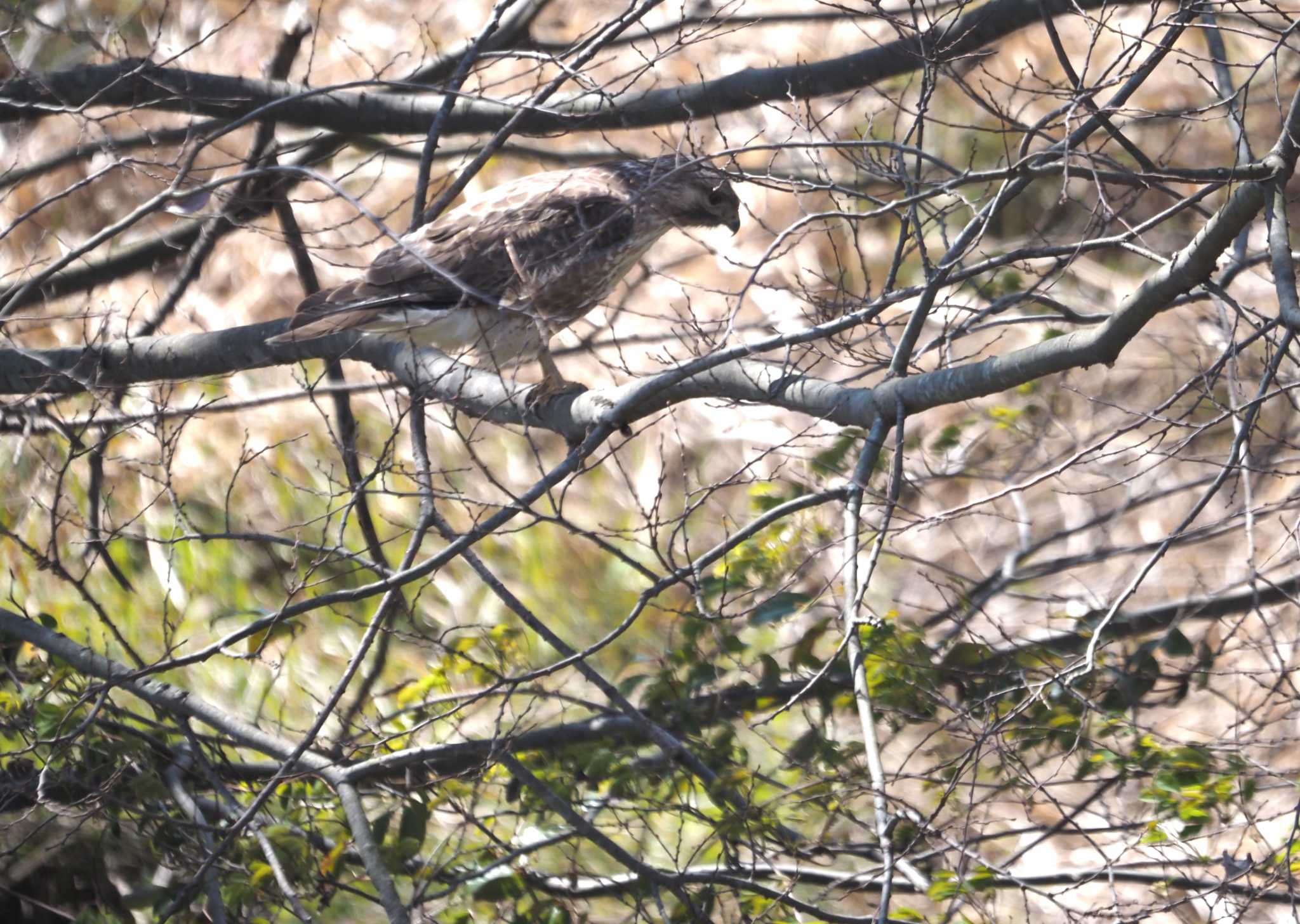 Photo of Eastern Buzzard at 木曾川堤防 by マル