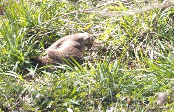 Eastern Buzzard 木曾川堤防 Mon, 3/18/2024