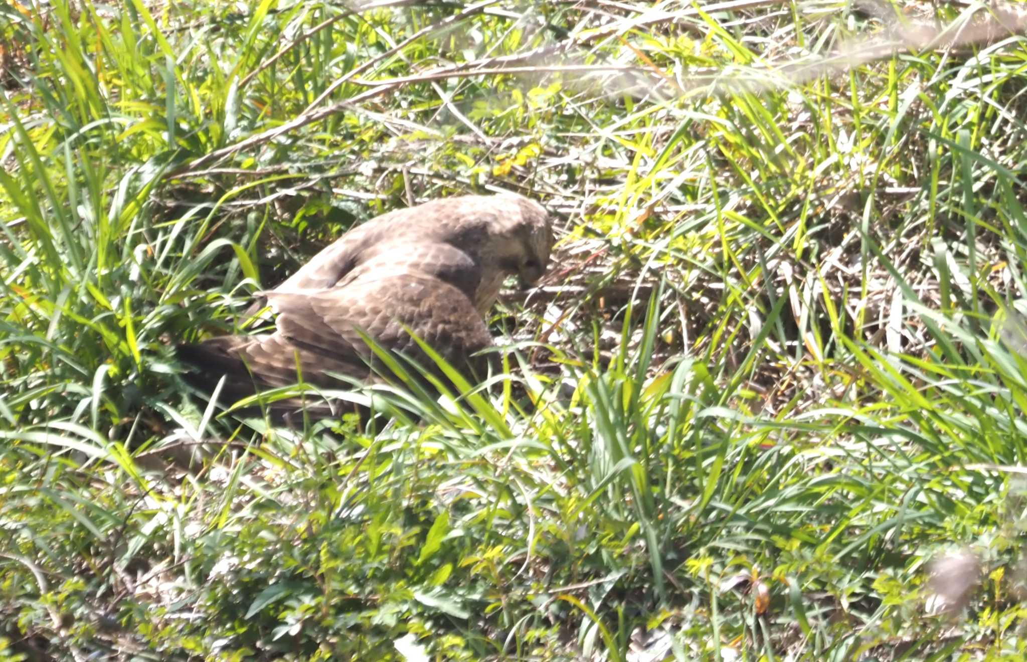 Photo of Eastern Buzzard at 木曾川堤防 by マル