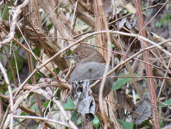 Japanese Accentor Hayatogawa Forest Road Thu, 3/14/2024