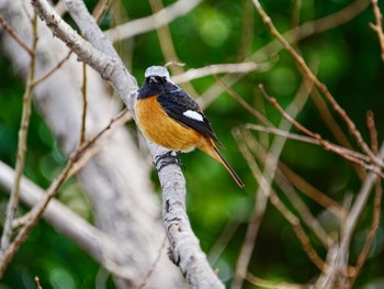 Daurian Redstart 手賀沼遊歩道 Tue, 3/19/2024